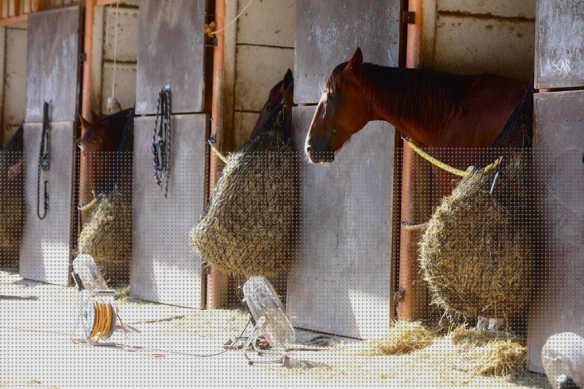 Des chevaux pour débroussailler votre jardin ? C’est possible près de Nice