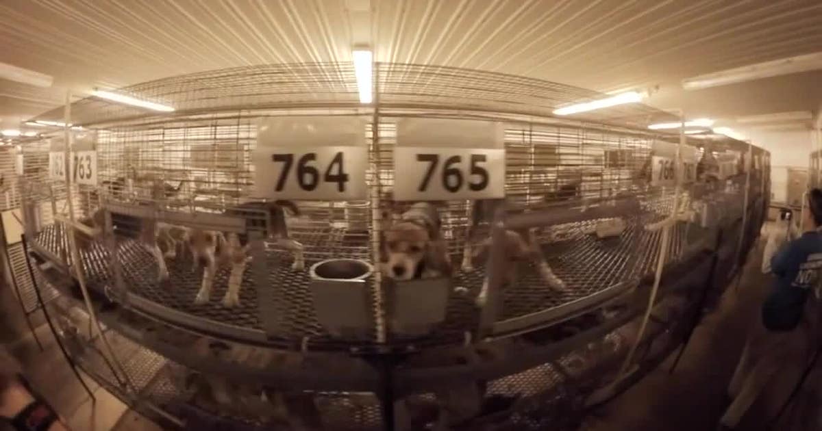 Ridglan Farms beagles: Last dogs to be released Wednesday