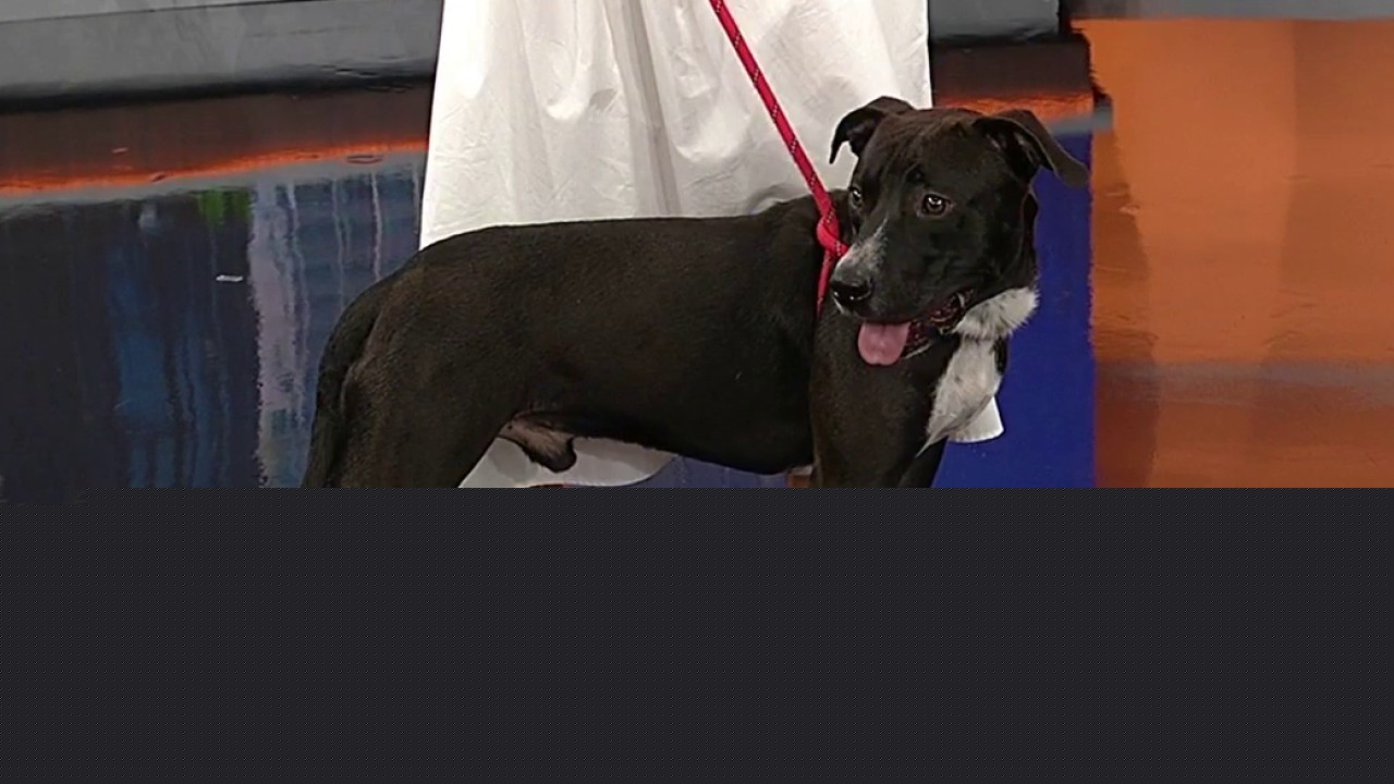 Pet of the day: Winchester