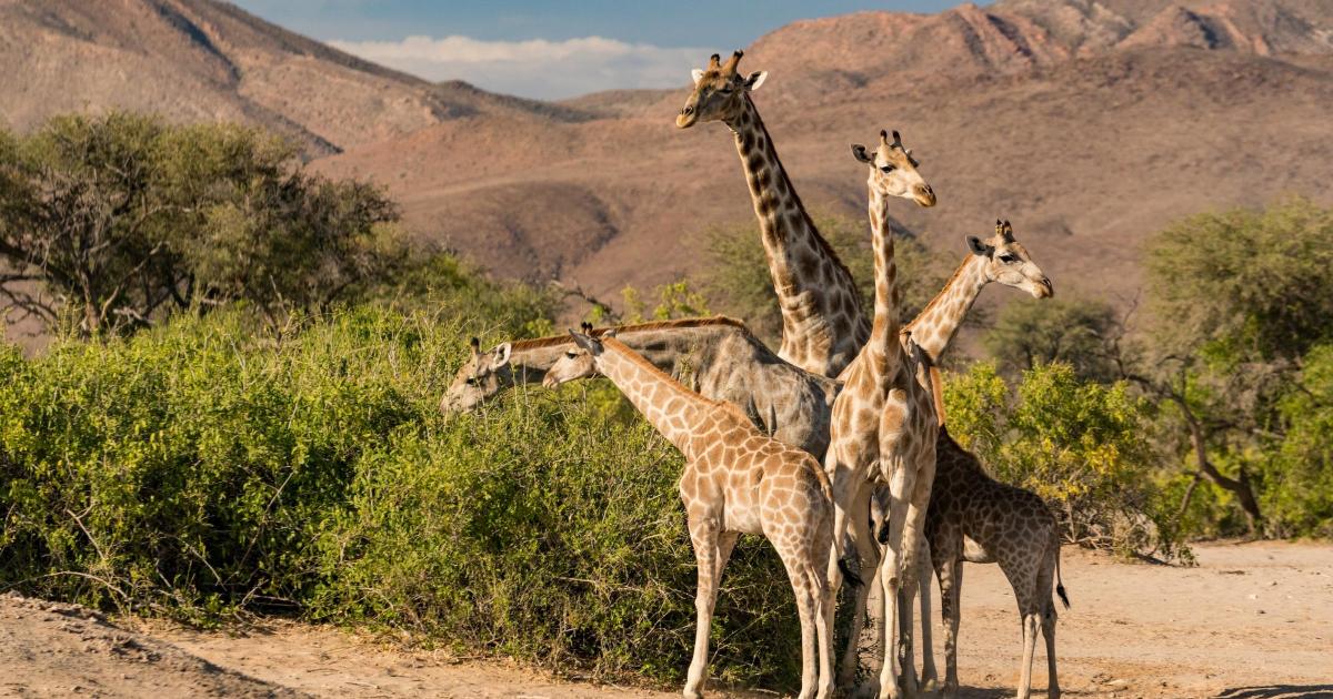 Blackpool Zoo unveils name of new £500,000 giraffe development