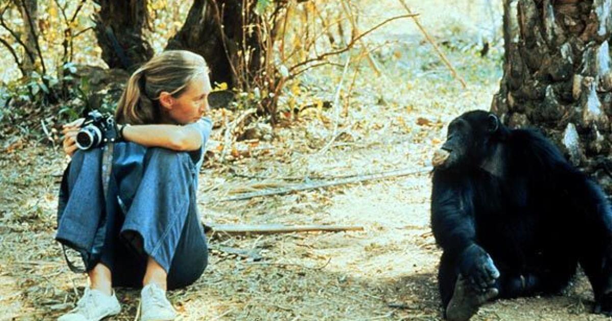 Jane Goodall, who transformed understanding of humankind by studying chimpanzees, dies at 91