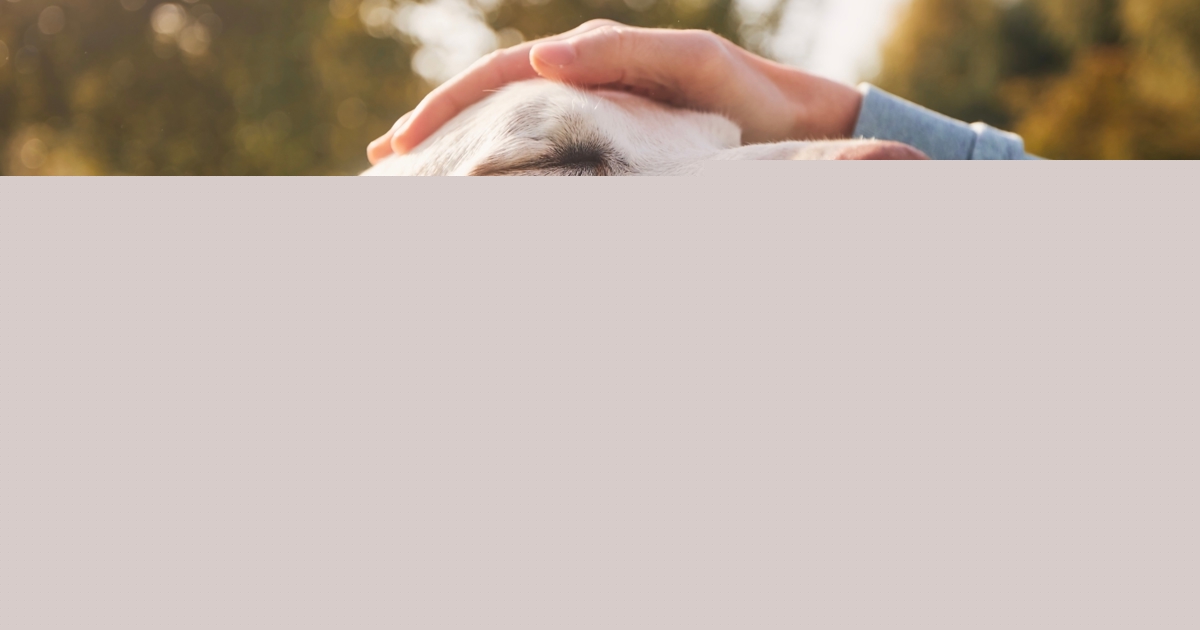 'A happy gut means a happier dog': Cotswold RAW describes how a nutritious diet is a game-changer for your pet's mood and behaviour