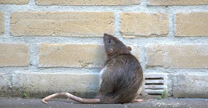It's rodent season - these 6 expert tips will keep rats away from UK homes