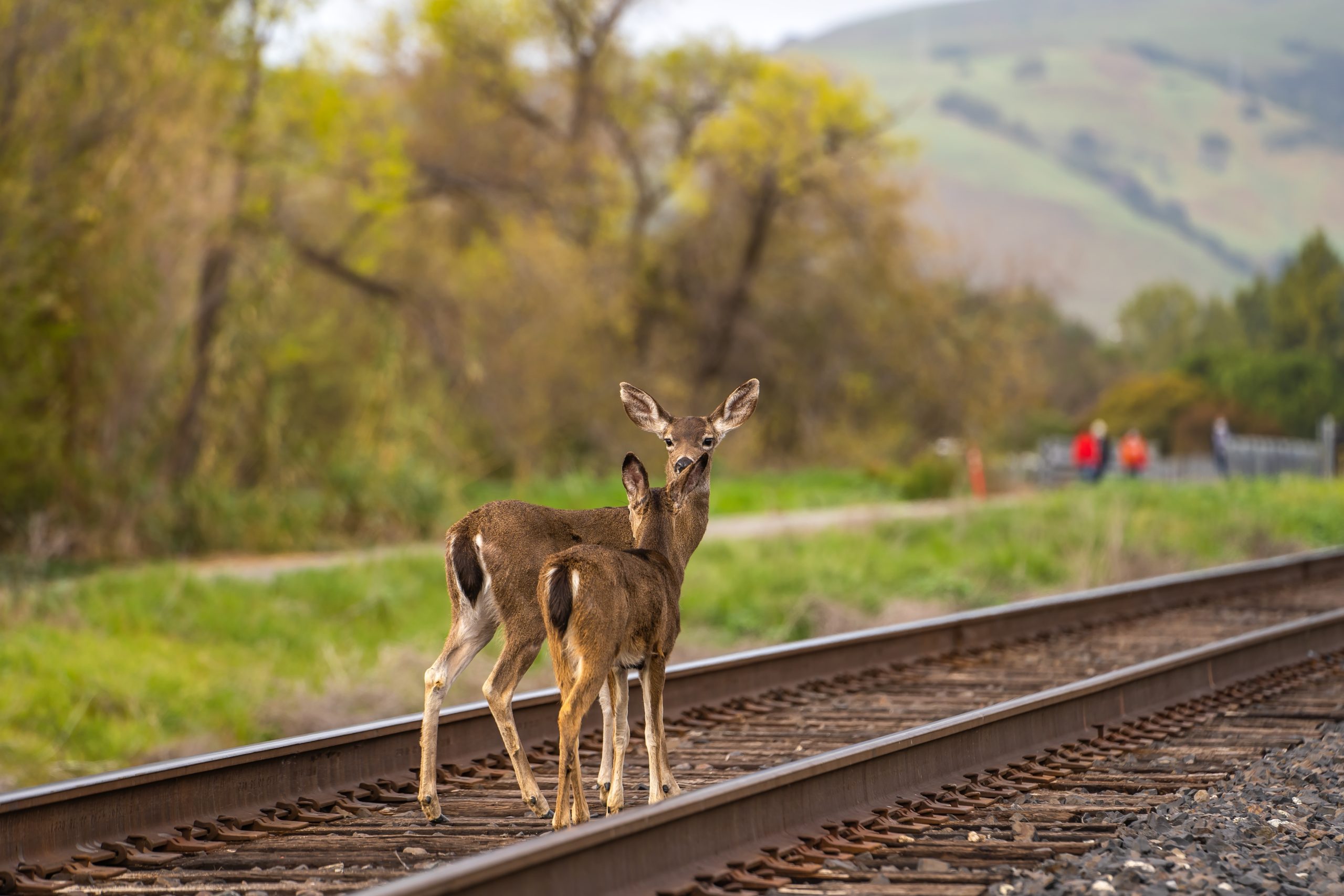 Infrabel trials ‘sound shield’ to tackle growing number of animal collisions
