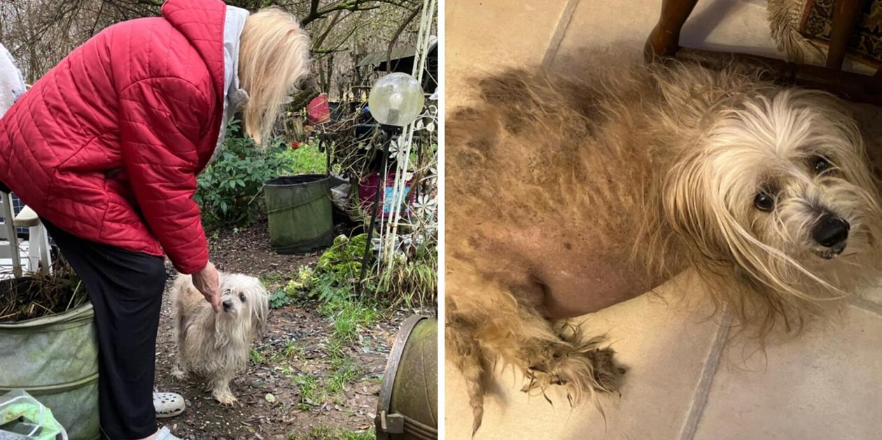 „Treibt Tränen in die Augen“: Hund im Nürnberger Land völlig verwahrlost - Tierhilfe mit Appell