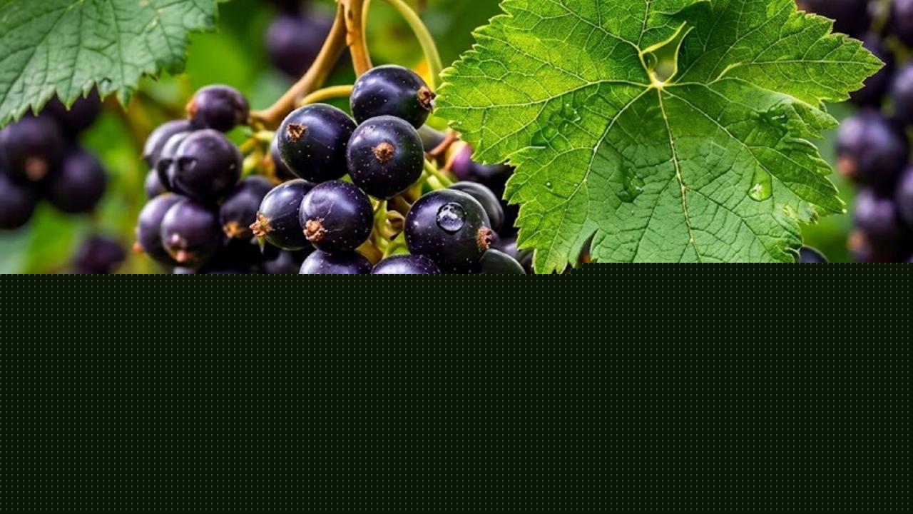 Black Currants Gone Wrong: Soil Acidity Unleashed Ruined Harvests