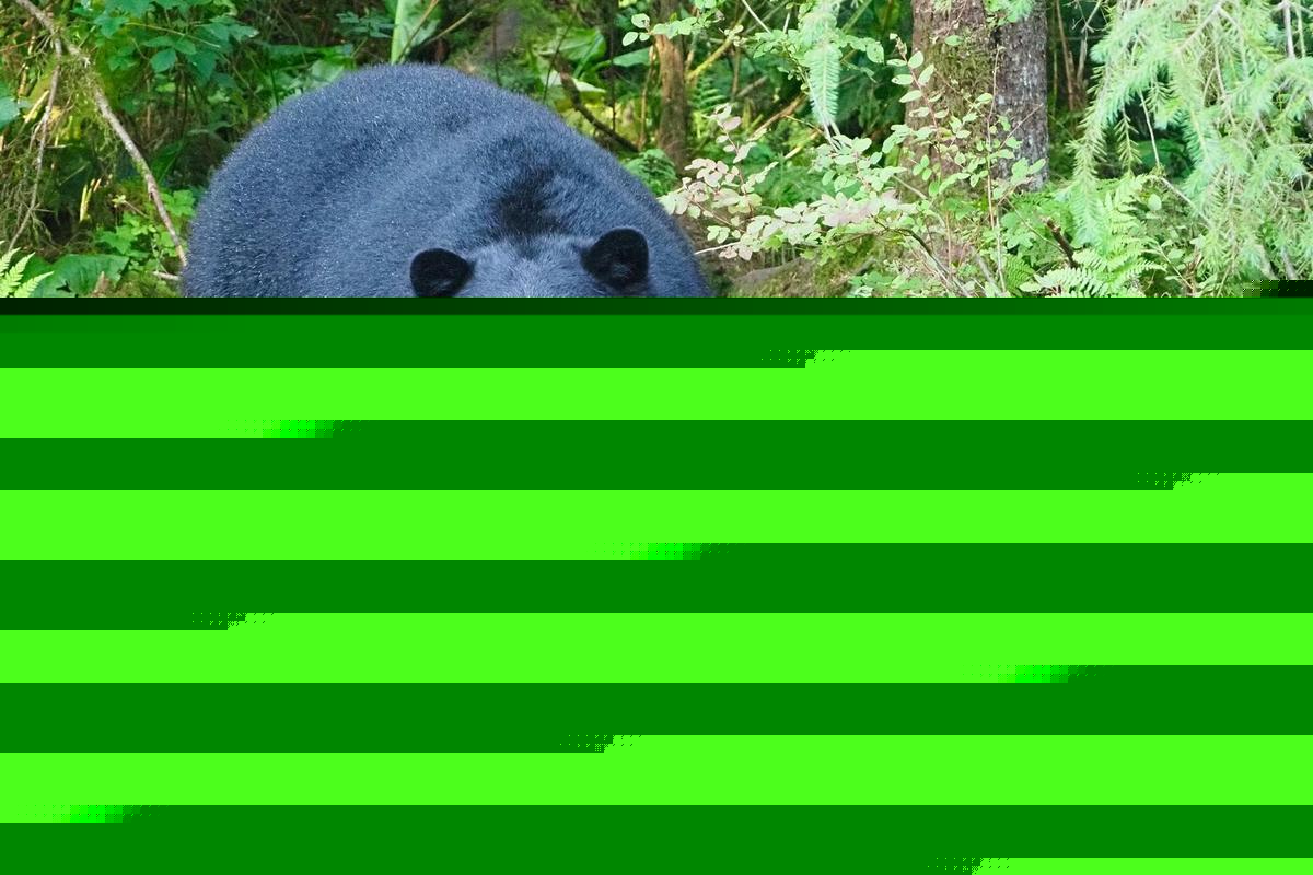 Everything You Need To Know About The 2026 Louisiana Bear Lottery