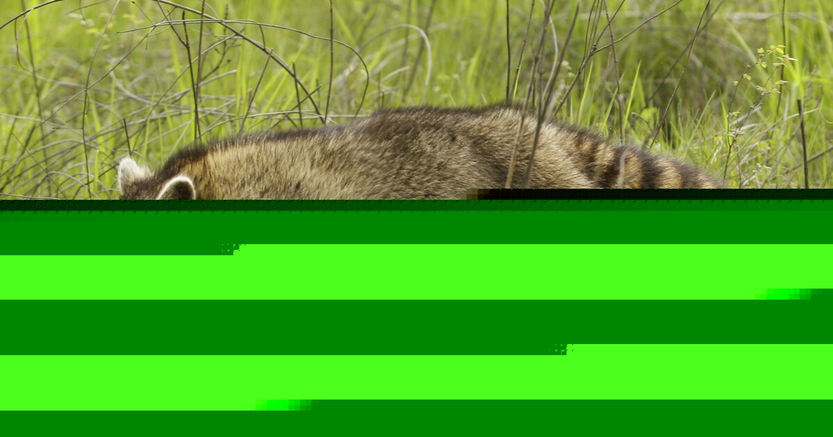 Raccoon in Henrico County tests positive for rabies, marks eighth case of 2026