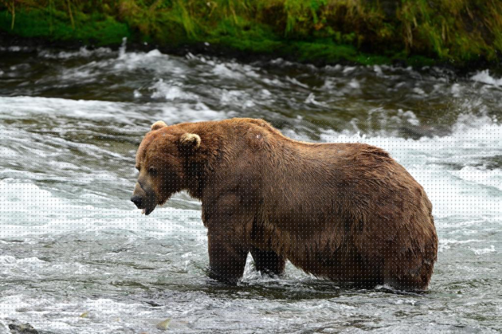 Alaska’s Fat Bear Week kicks off with online voting to crown the most oversized ursine
