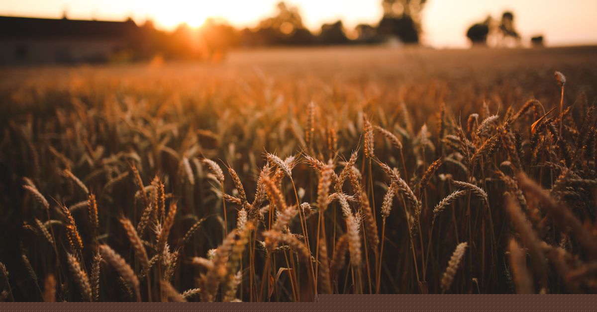 Why Are Farmers Abandoning the Major Parties? The Sad State of Australian Agriculture (Infographic)