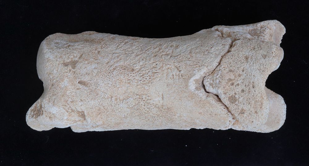 This Drilled Cow Bone May Have Been an Ancient Egyptian Cop’s Whistle