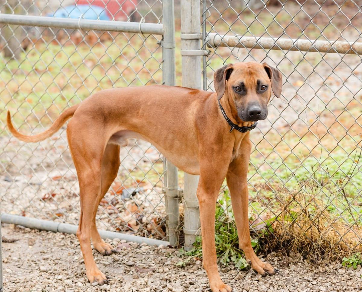 Meet Remington! The Warrick Humane Society Pet of the Week