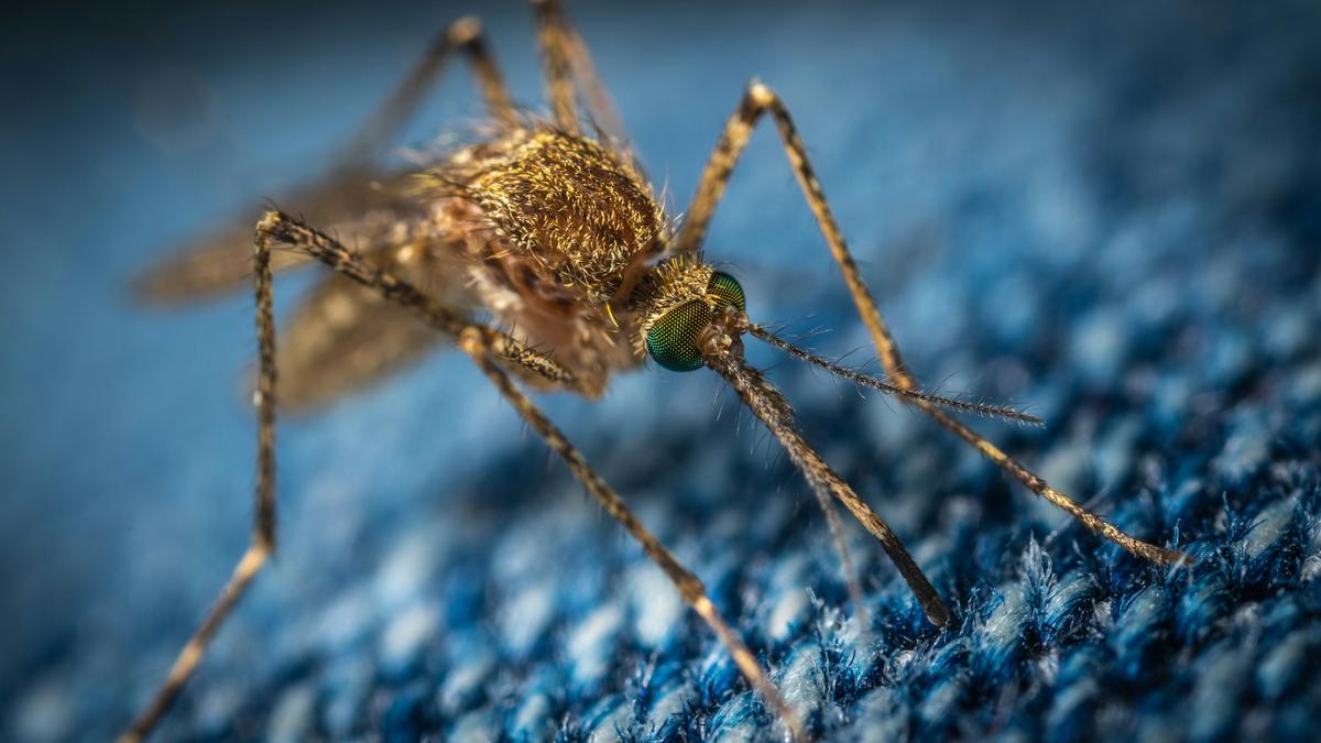 They’re Still Here! West Texas Mosquito Hacks That Actually Work
