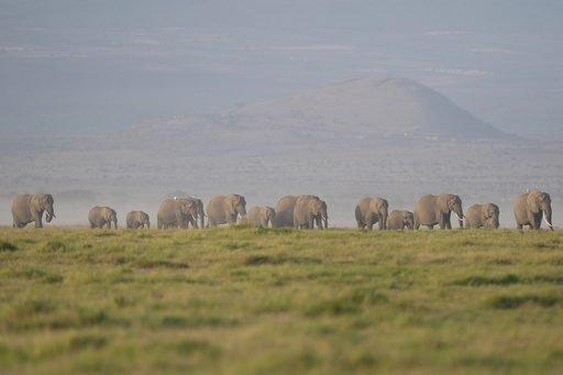 Kenya says 15 elephants died of cyanide poisoning after eating tomatoes from nearby farms