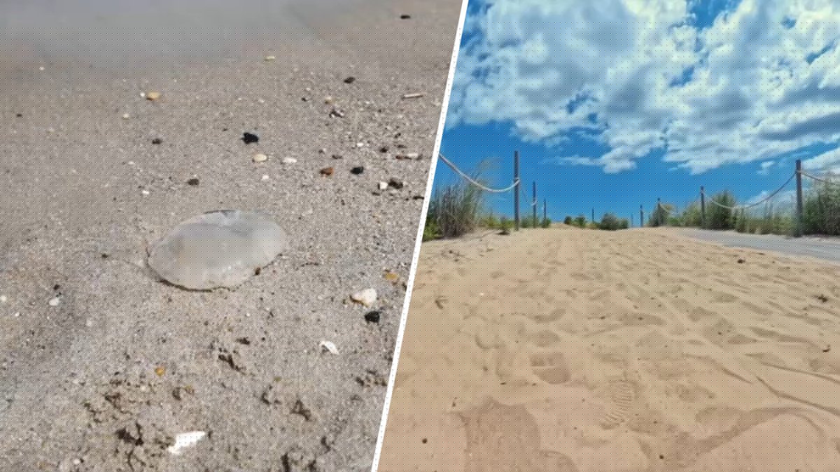 Why so many people are getting stung by jellyfish at Delaware beaches