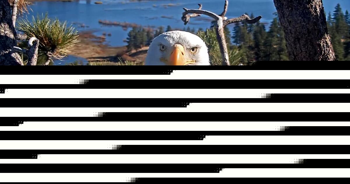 Celebrity bald eagle Jackie's anemia worsens: 'We wish we had better news'