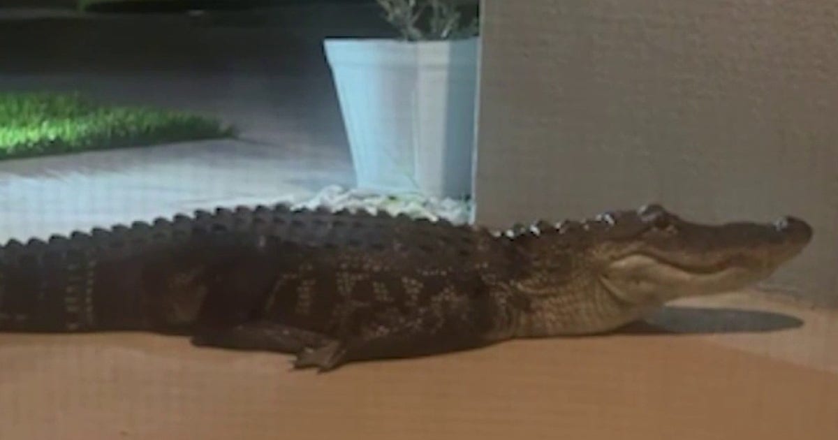 Alligator blocks Palm Bay front door, trapping family in home: ‘Jaw dropping’