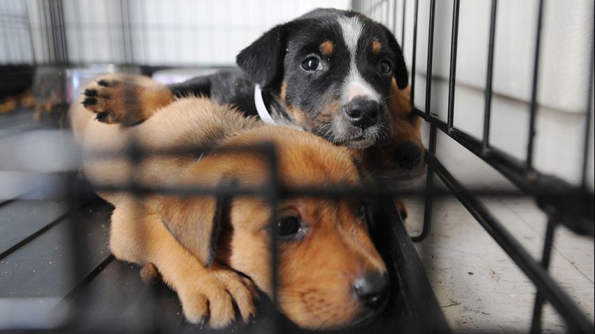 West Baton Rouges new Lost & Found Pet Map shows early success