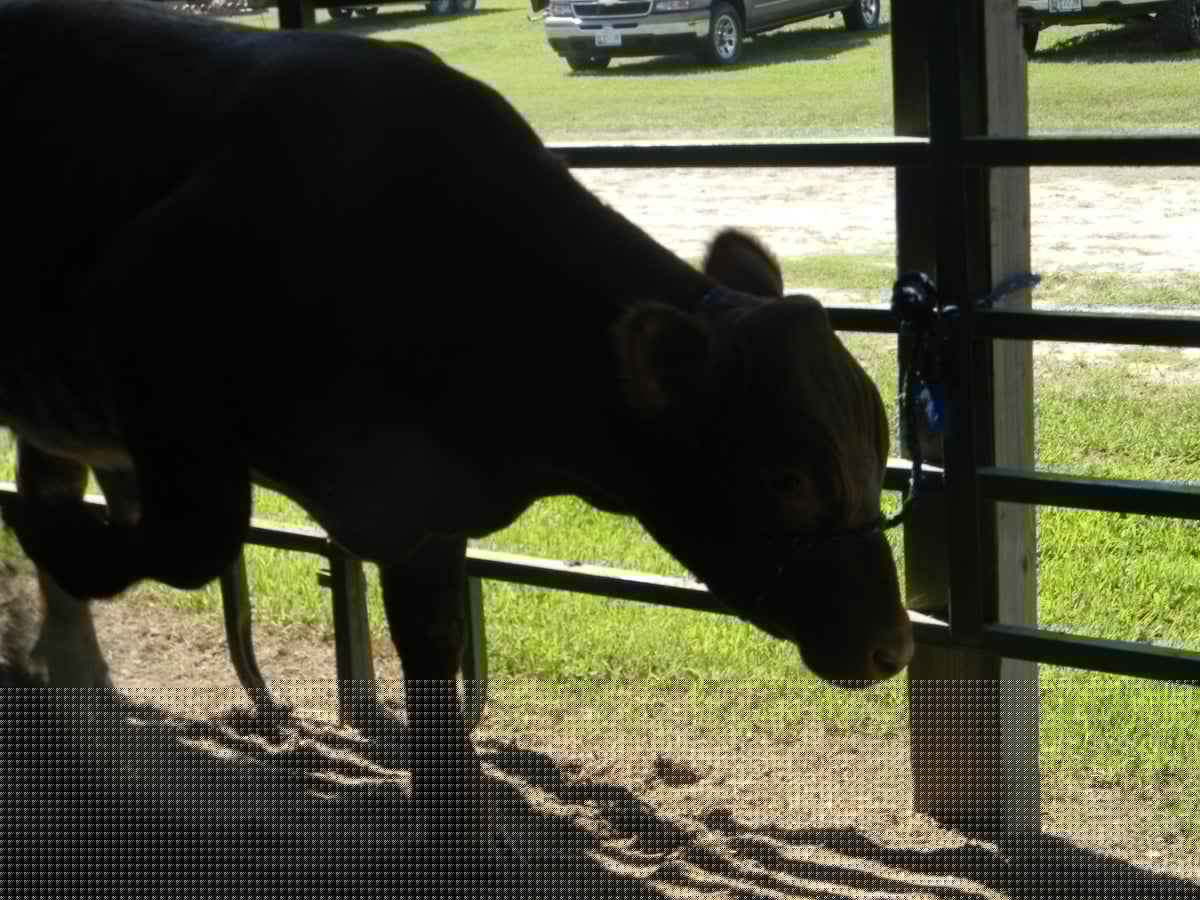 Dorchester-Caroline County Fair Kicks Off
