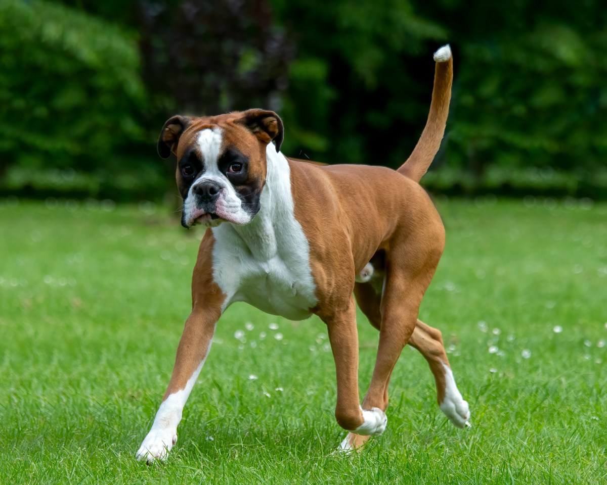 Boxer Dog Begs to Go Outside—What She Does Instead Stuns: ‘Outsmarted’