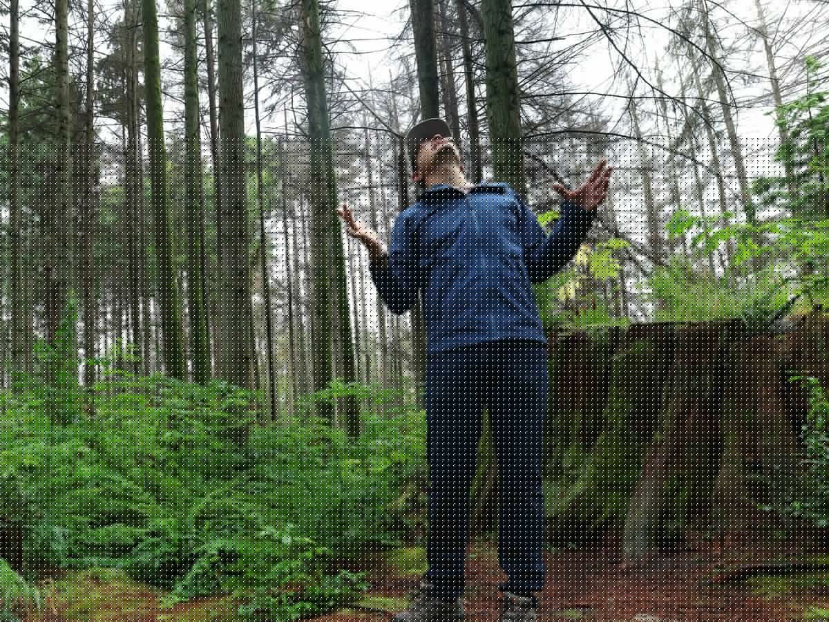 Exclusive: Explore photographs of every dead tree in Stanley Park. Are they a fire risk?