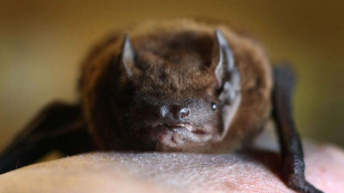 Breitflügelfledermaus: Tollwut bei Fledermaus nachgewiesen