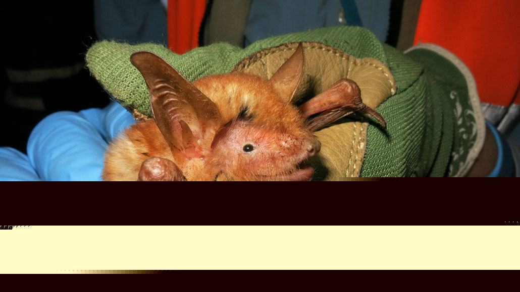 Comment on A new orange and black bat species is always ready for Halloween by Bat-Recorded Attacks: Songbirds Targeted at Night | Wildlife News - World Today Journal