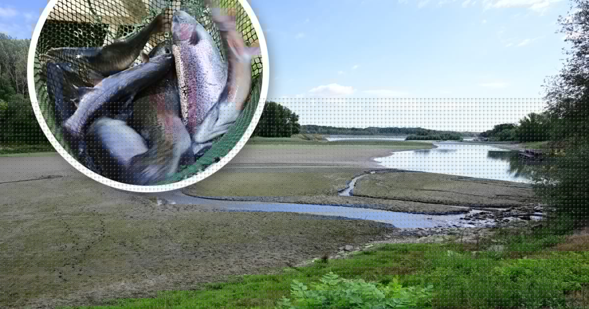 Dramatische Lage - Wassermangel und Hitze sind Todesurteil für Fische