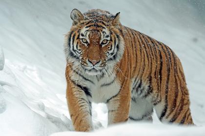 Comment on Stop Confining and Whipping Tigers for Profit by Bright Future Up