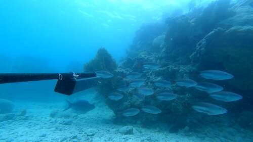 Fishermen’s group submits counterproposal to BOPP