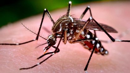 Aedes Aegypti Mosquito Found at Santiago Airport: A Threat for Dengue, Chikungunya, Zika, and Yellow Fever