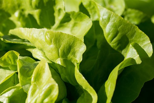 No Salads at BCSC in August