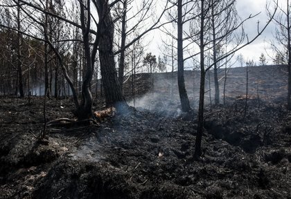 Councils could get power to fine those who breach wildfire rules