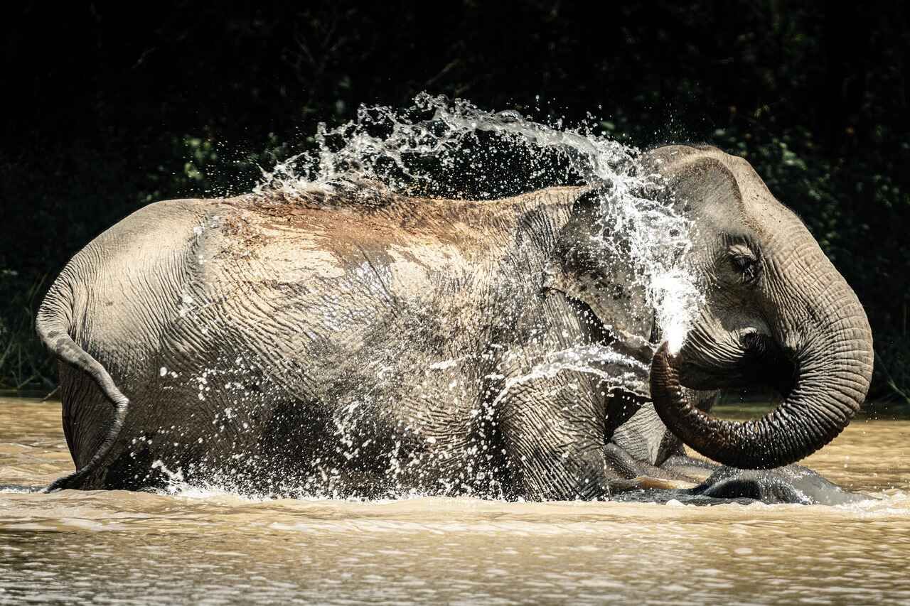 WATCH: Elephant charges tourists, nearly drowns woman