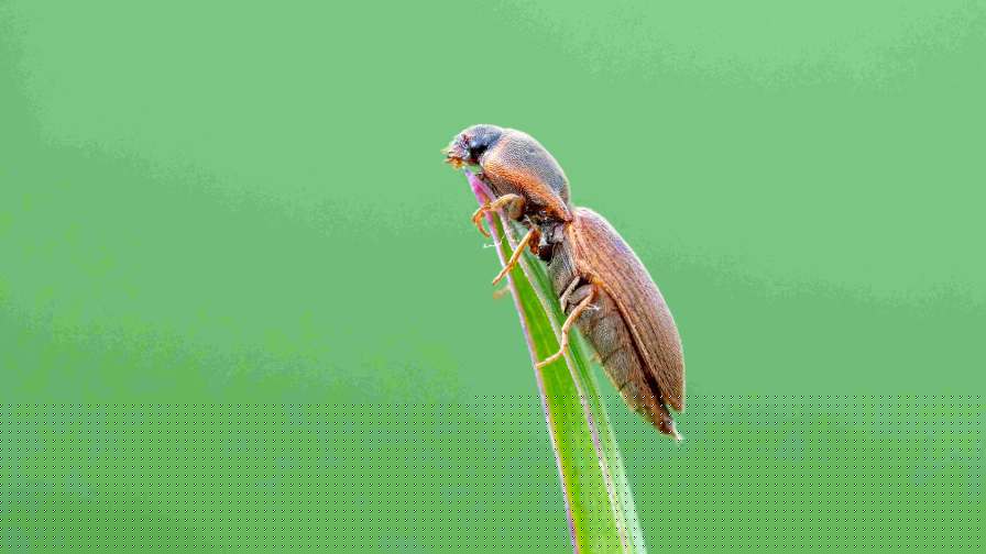 Renaissance BioScience Receives Genome BC Funding to Extend RNAi Biopesticide Platform to Target Soil-Dwelling Crop Pests