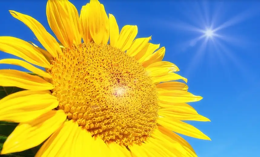 Sunčana i veoma topla nedelja: Temperature do 36 stepeni, oprez zbog vrućine