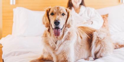 Northern California's dog-friendly hotels are rolling out the red carpet for four-legged guests.