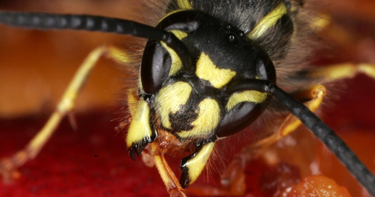 Worauf es ankommt - Insektenstiche treiben Einsatzzahlen in die Höhe
