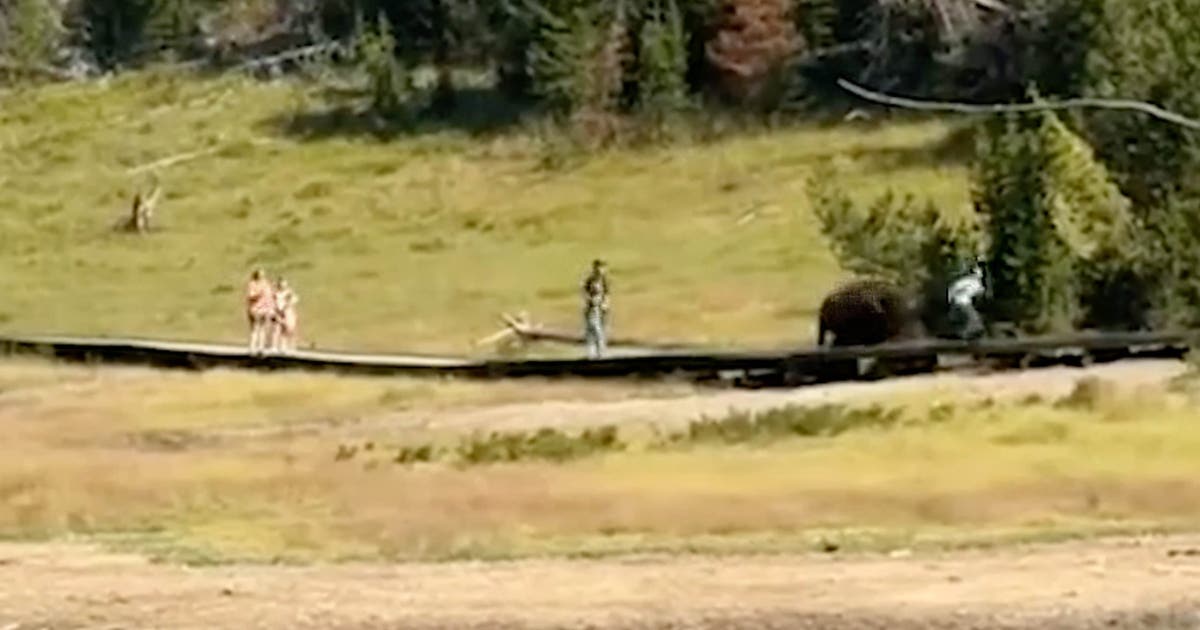 Watch: Bison chases child at Yellowstone National Park during terrifying close encounter