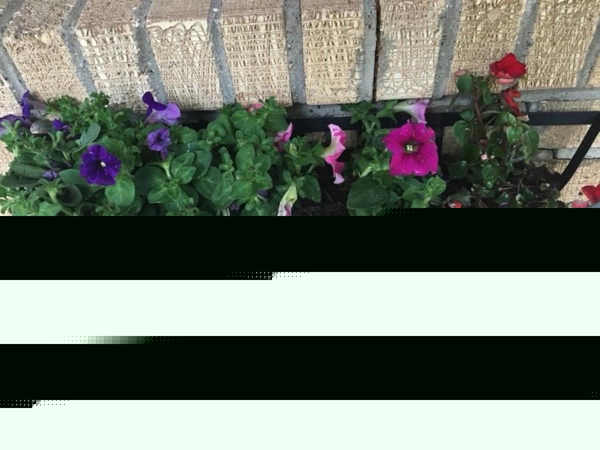 Amarillo's Heat Wave Is Stressing Your Plants—Here's How to Help