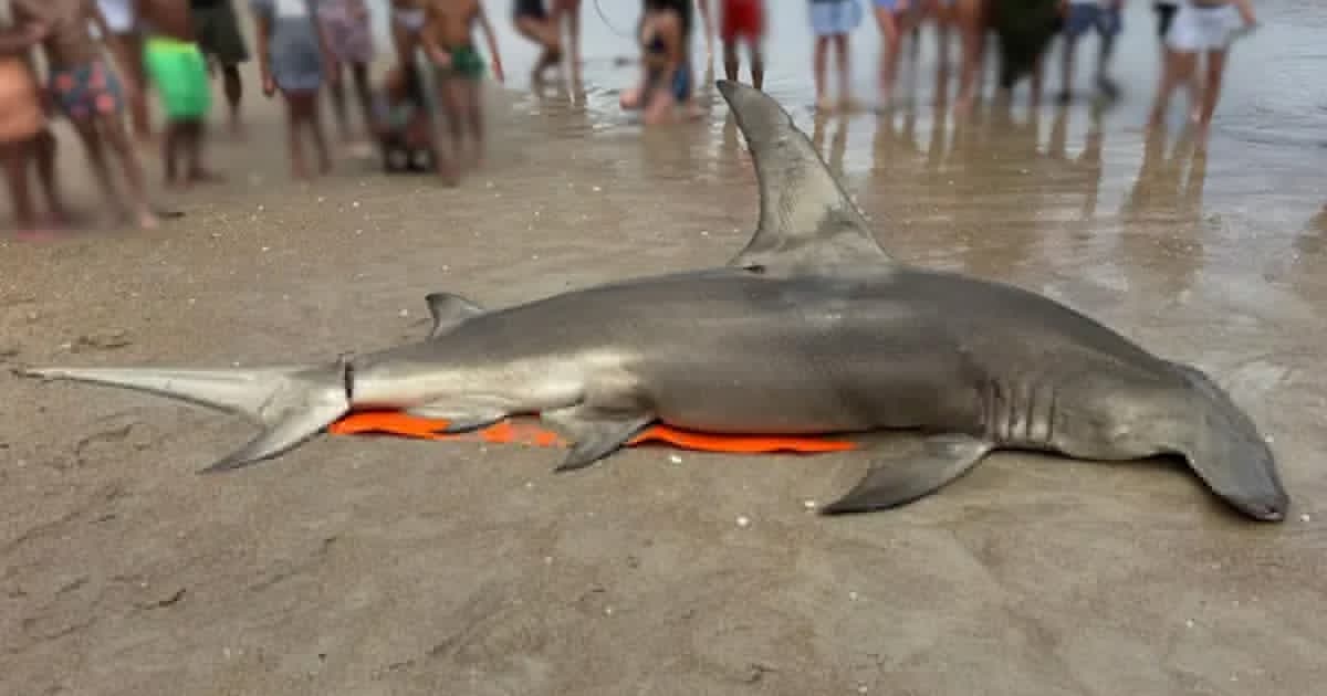 Massive great hammerhead shark found dead on North Carolina beach