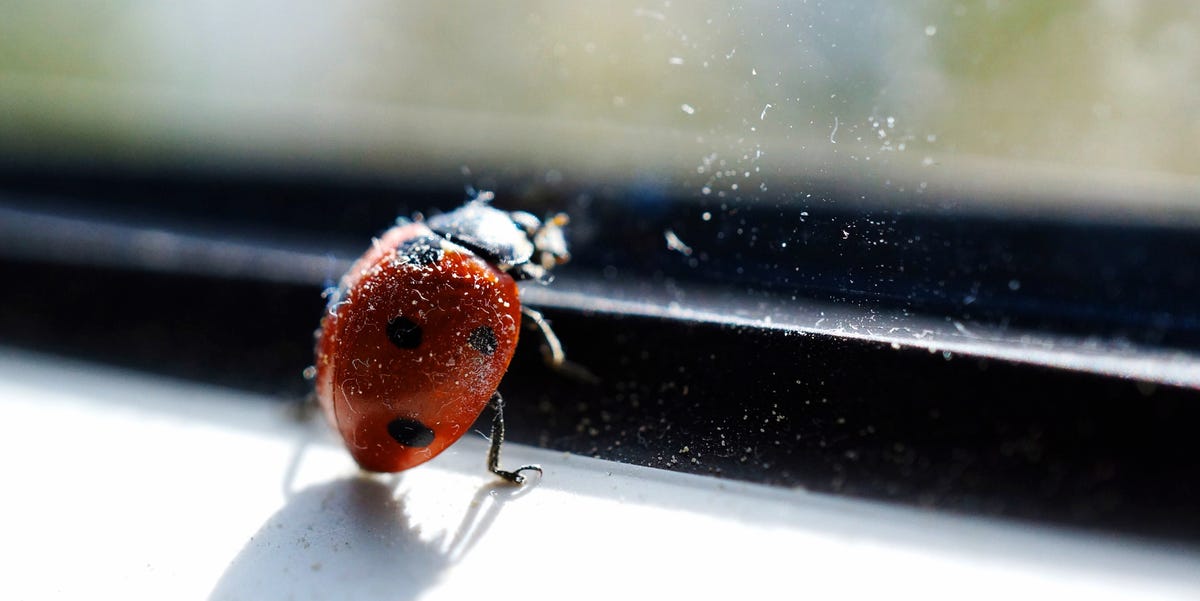 How to Get Rid of Ladybugs in Your House Right Away