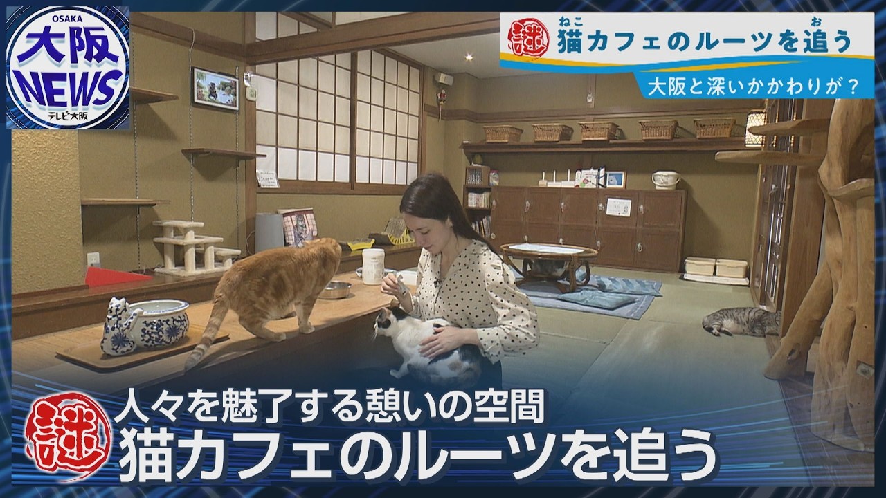 Cat Cafes Actually Originated in Osaka