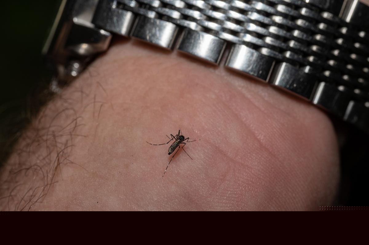 Deadly West Nile Virus Arrives in Canyon County