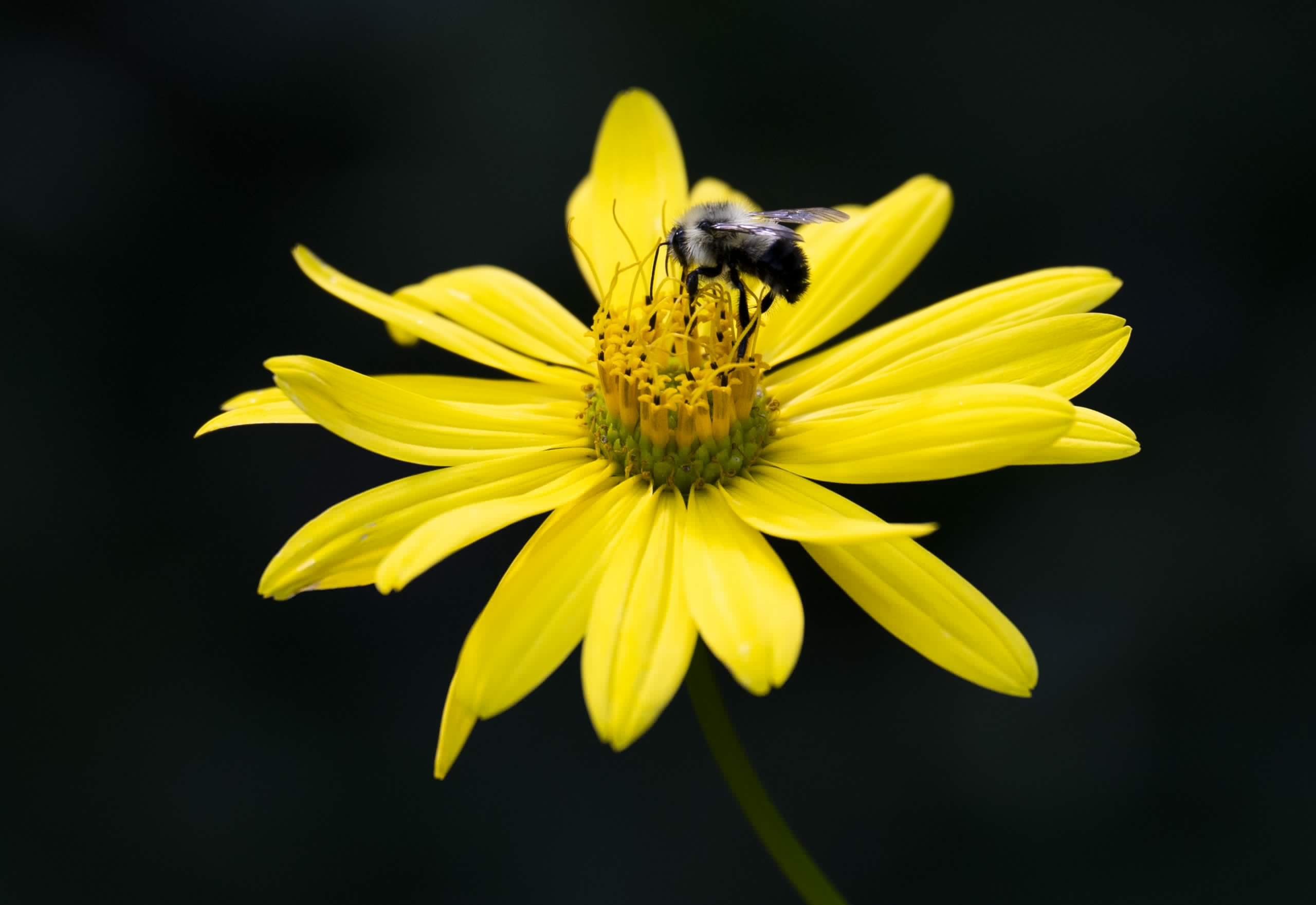 Photos: Pollinator power