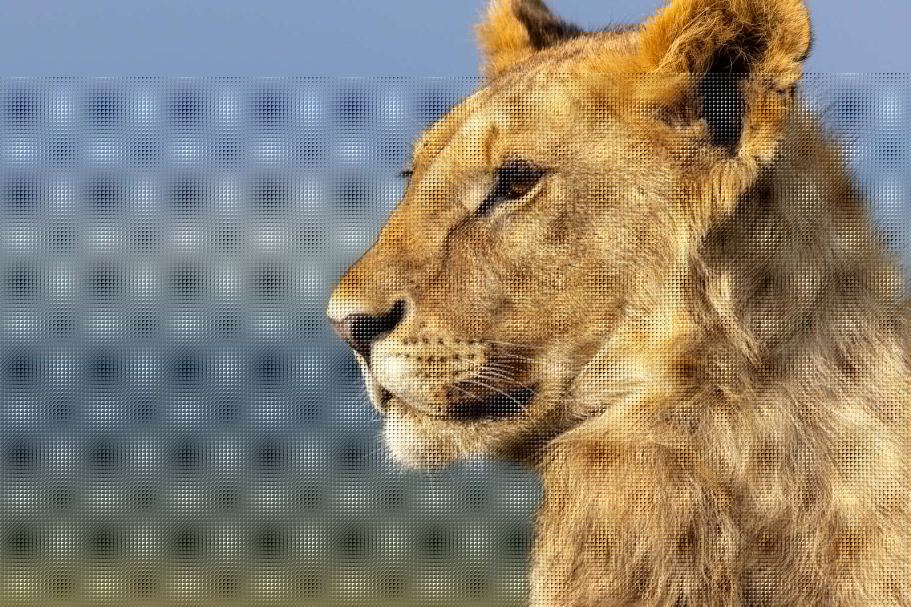 National Geographic’s ‘Lion’ took four years, 20 lions and an unpredictable star to make