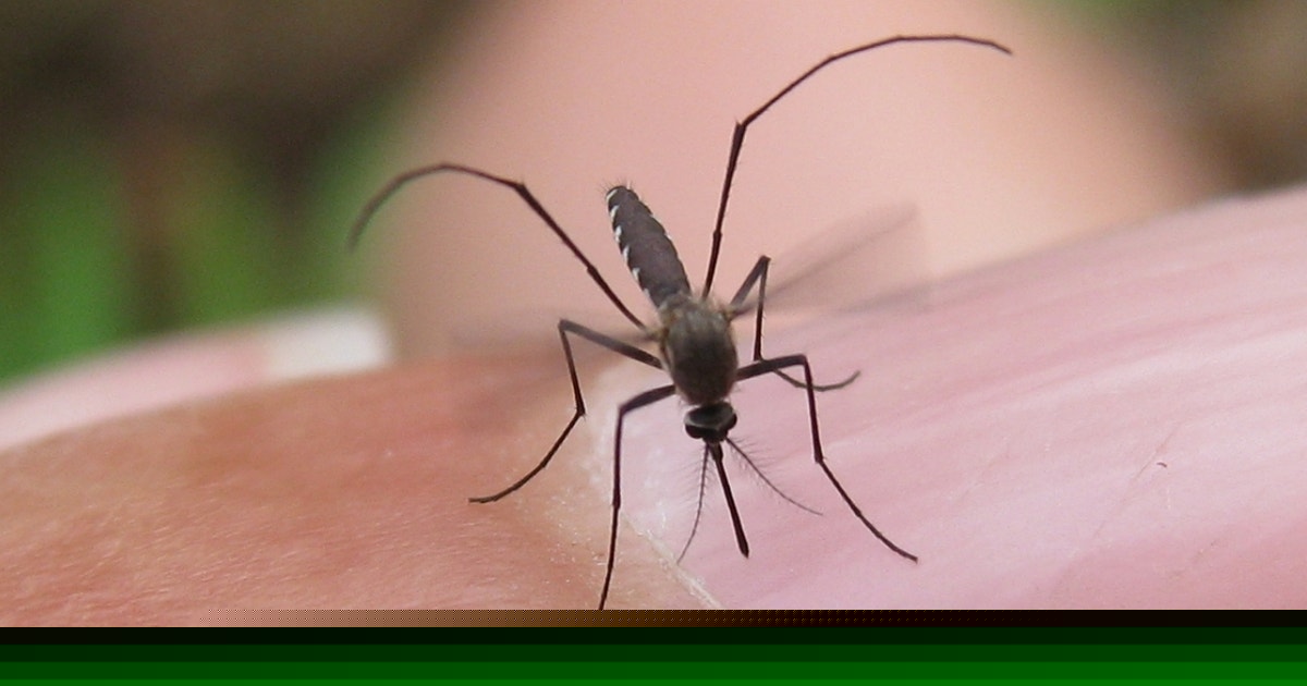 West Nile virus in Hays County: Fourth mosquito trap tests positive