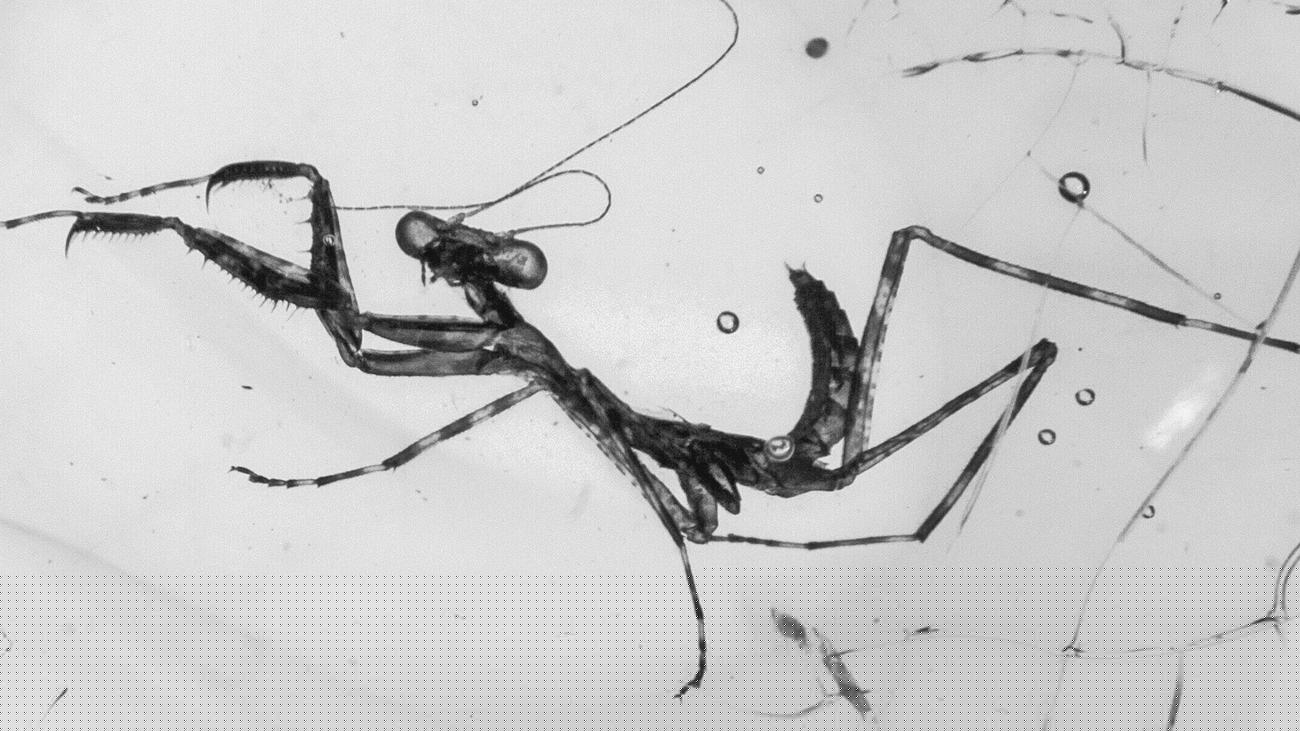 Naturkundemuseen: »Naturkundemuseen sind eine Lebensversicherung für die Menschheit«