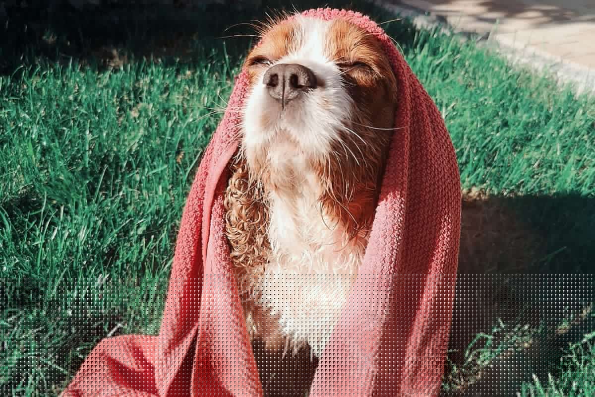 Your Dog Could Be at Risk of Sunburn—the First Signs Are Easy to Miss
