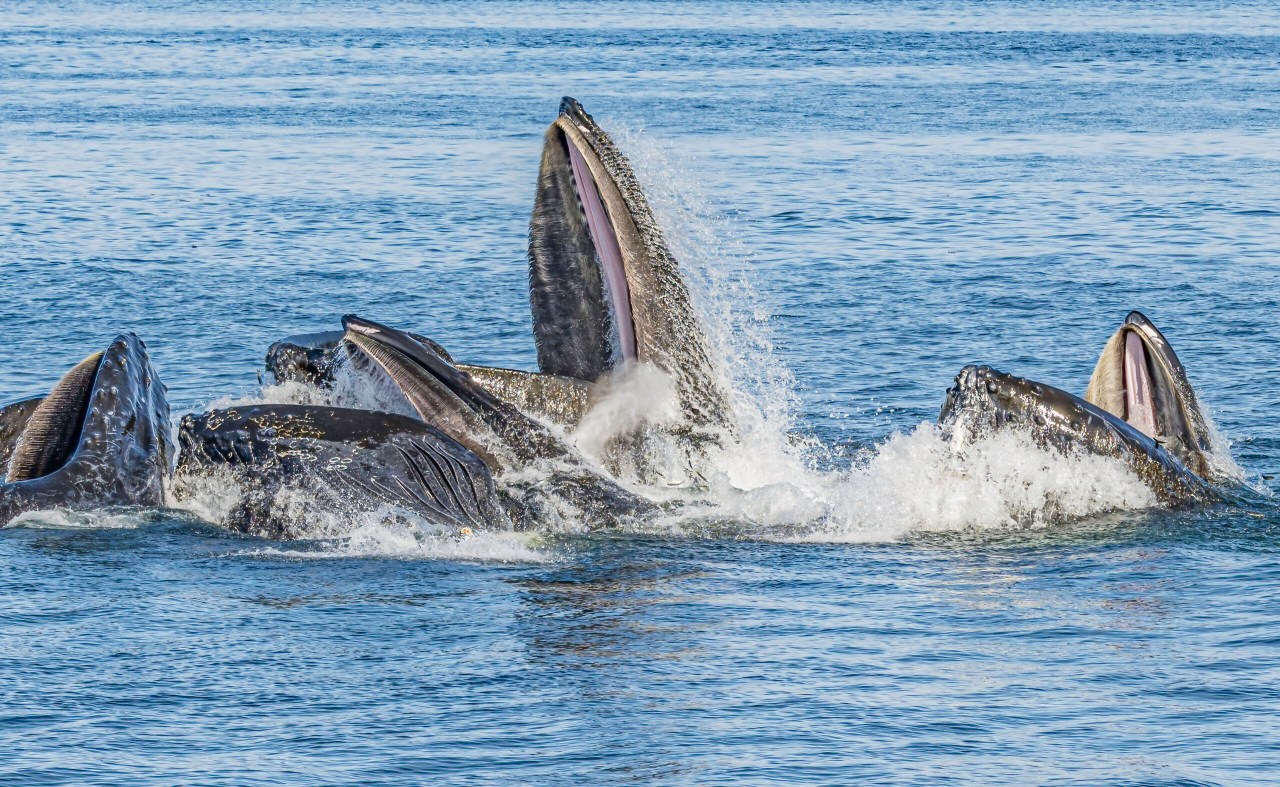 HOPE FOR THE OCEANS: Landmark High Seas Treaty ratified, opening a new era for ocean governance